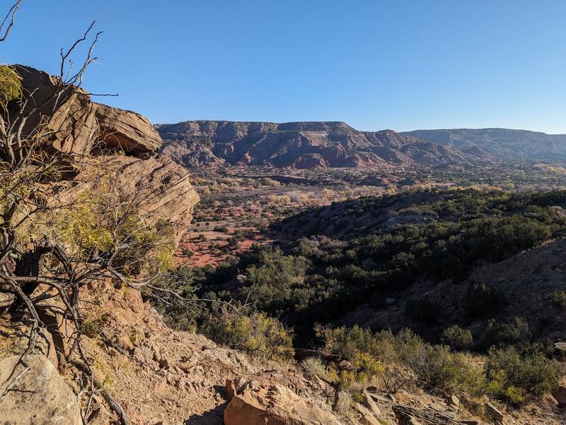 Juniper above the canyon